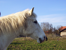 Pferd des Tages