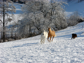 Pferd des Tages