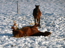 Pferd des Tages