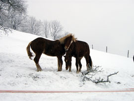 Pferd des Tages