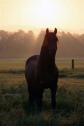 Pferd des Tages