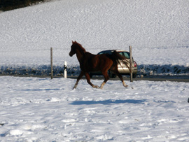 Pferd des Tages