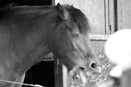 Pferd des Tages