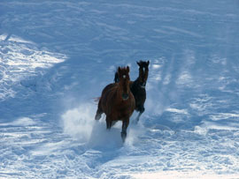 Pferd des Tages