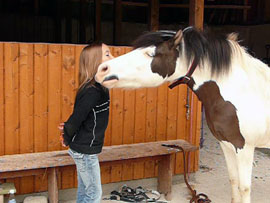 Pferd des Tages