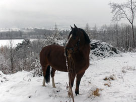 Pferd des Tages