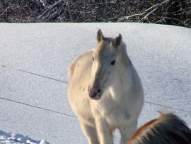 Pferd des Tages