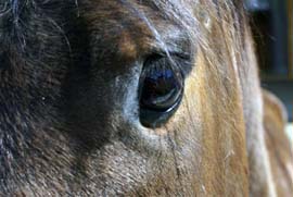 Pferd des Tages
