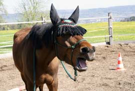 Pferd des Tages