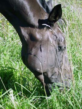 Pferd des Tages
