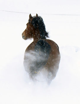 Pferd des Tages