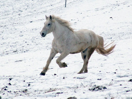 Pferd des Tages